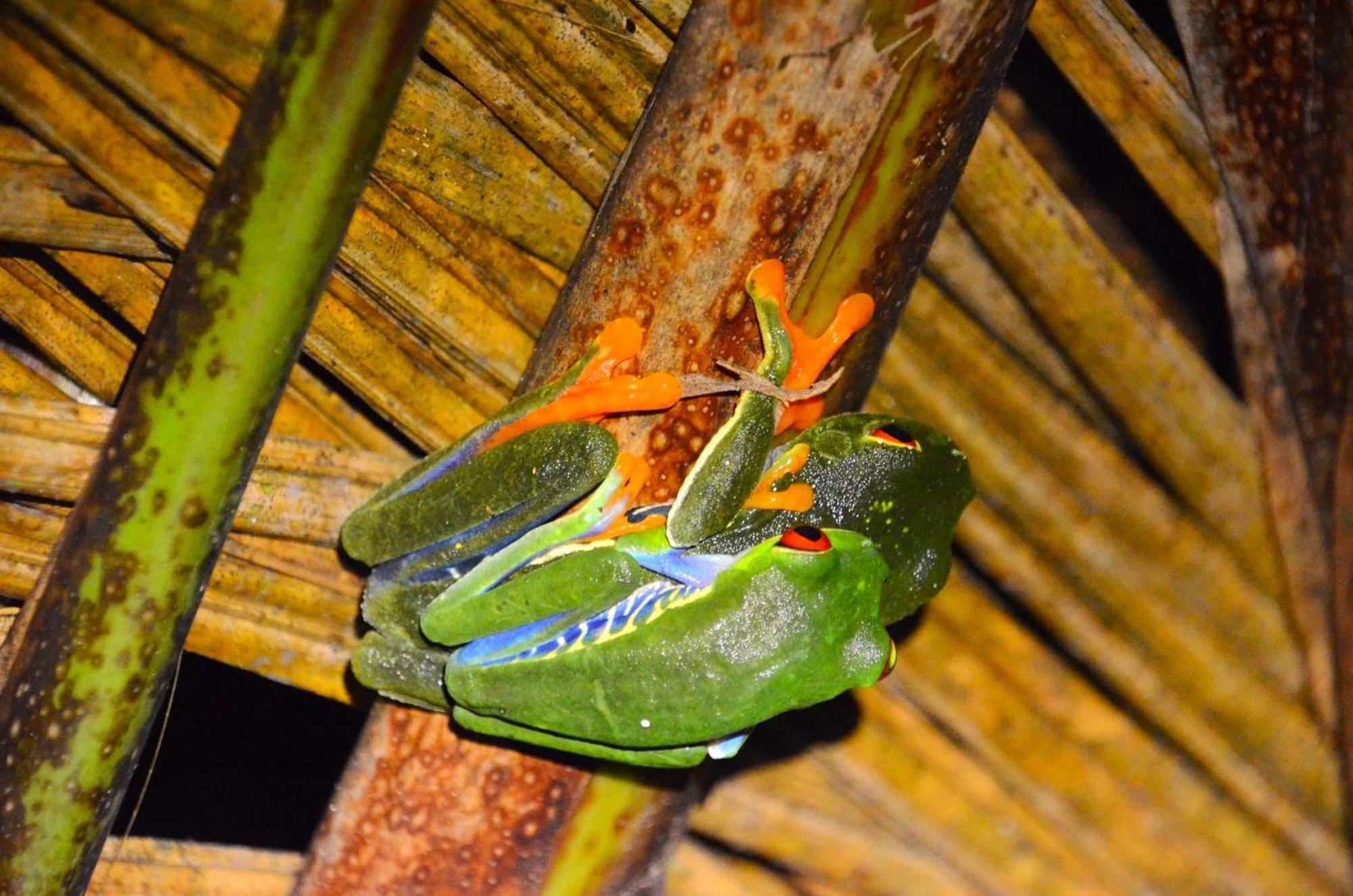 Chalets Silencio Del Bosque La Fortuna Exterior foto